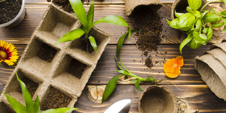 blog giardinaggio